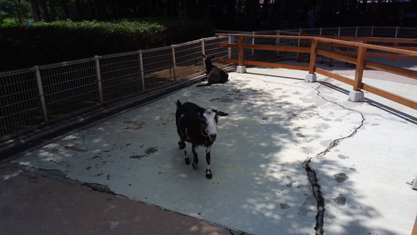 【大和市周辺スポット】無料で動物とふれあえる相模原市「麻溝公園」に行ってきました。