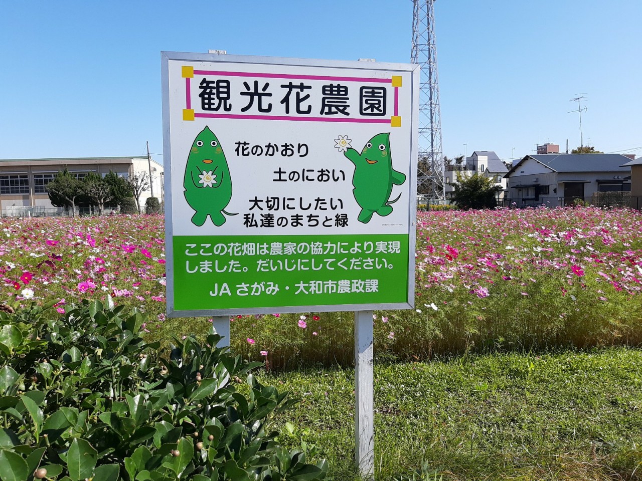 【大和市】観光花農園のコスモスがきれいに咲いてます